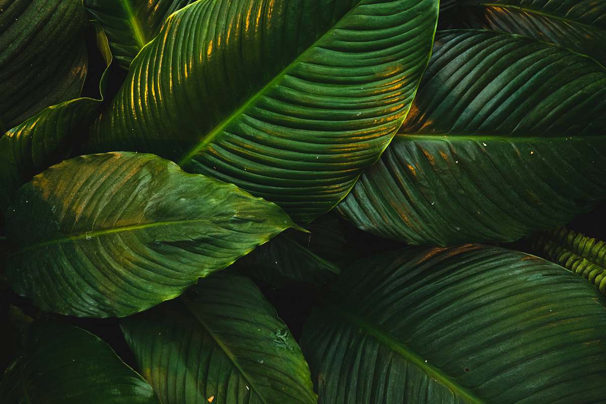 tree green leaves on focus photography veins