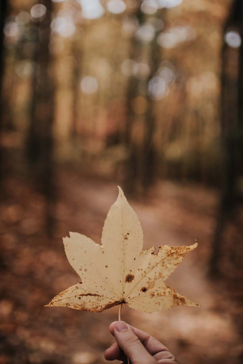 fall person holding brown leaf autumn