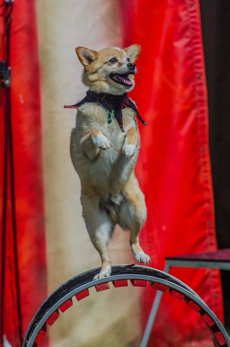 dog dog balancing on wheel pet