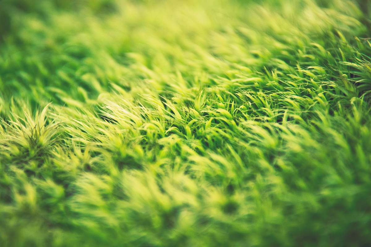 plant green grass grass