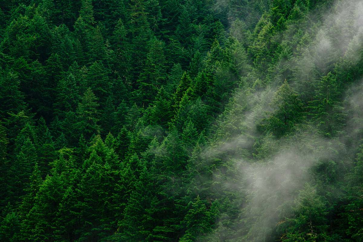 tree green pine trees during daytime forest
