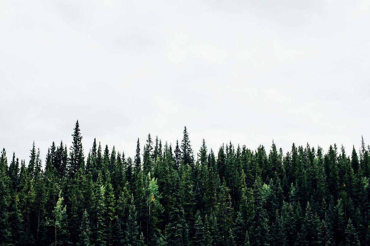 Forest Green Plants With White Background Tree Image Free Photo