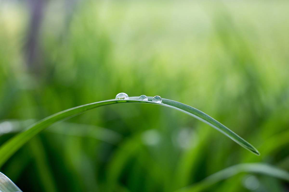 green shallow focus photography of grass leaf grass