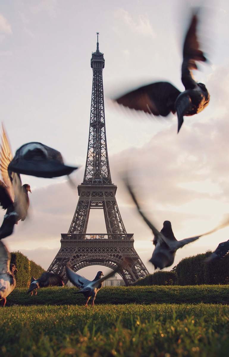 bird flight of pigeons flying above grass field near Eiffel tower in Paris pigeon