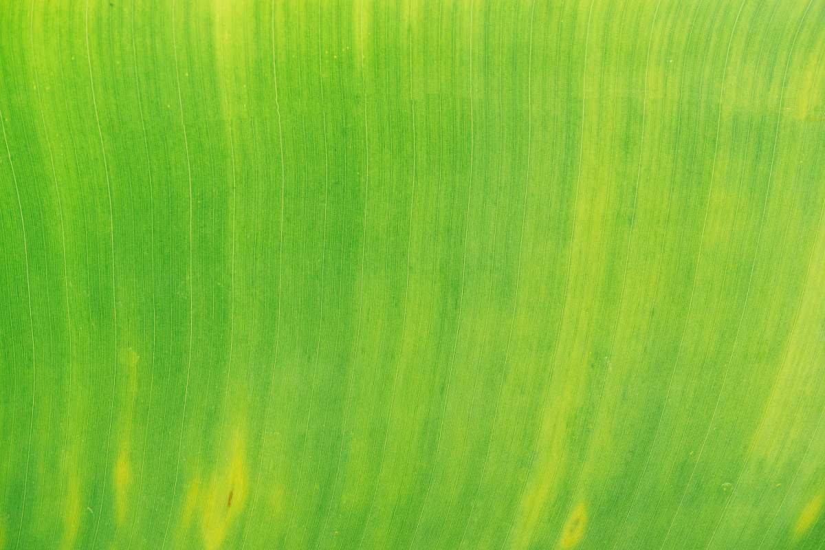 green  texture