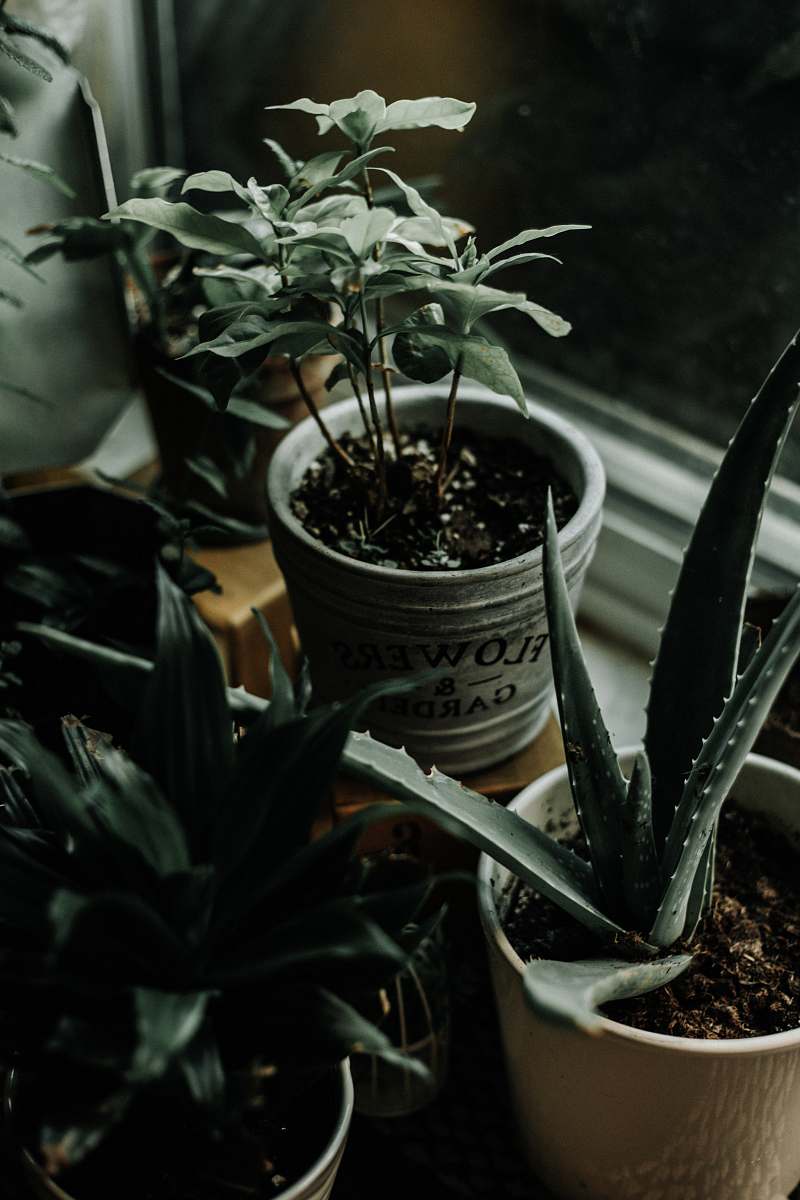 aloe aloe vera plant in white pot pottery
