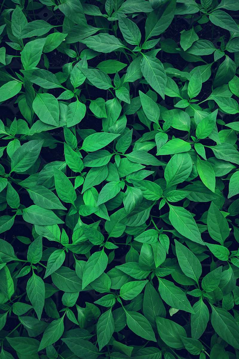 green close-up photography of green leafed plant flora