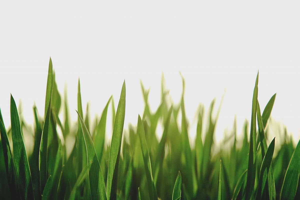 green closeup photography of green grassfield grass