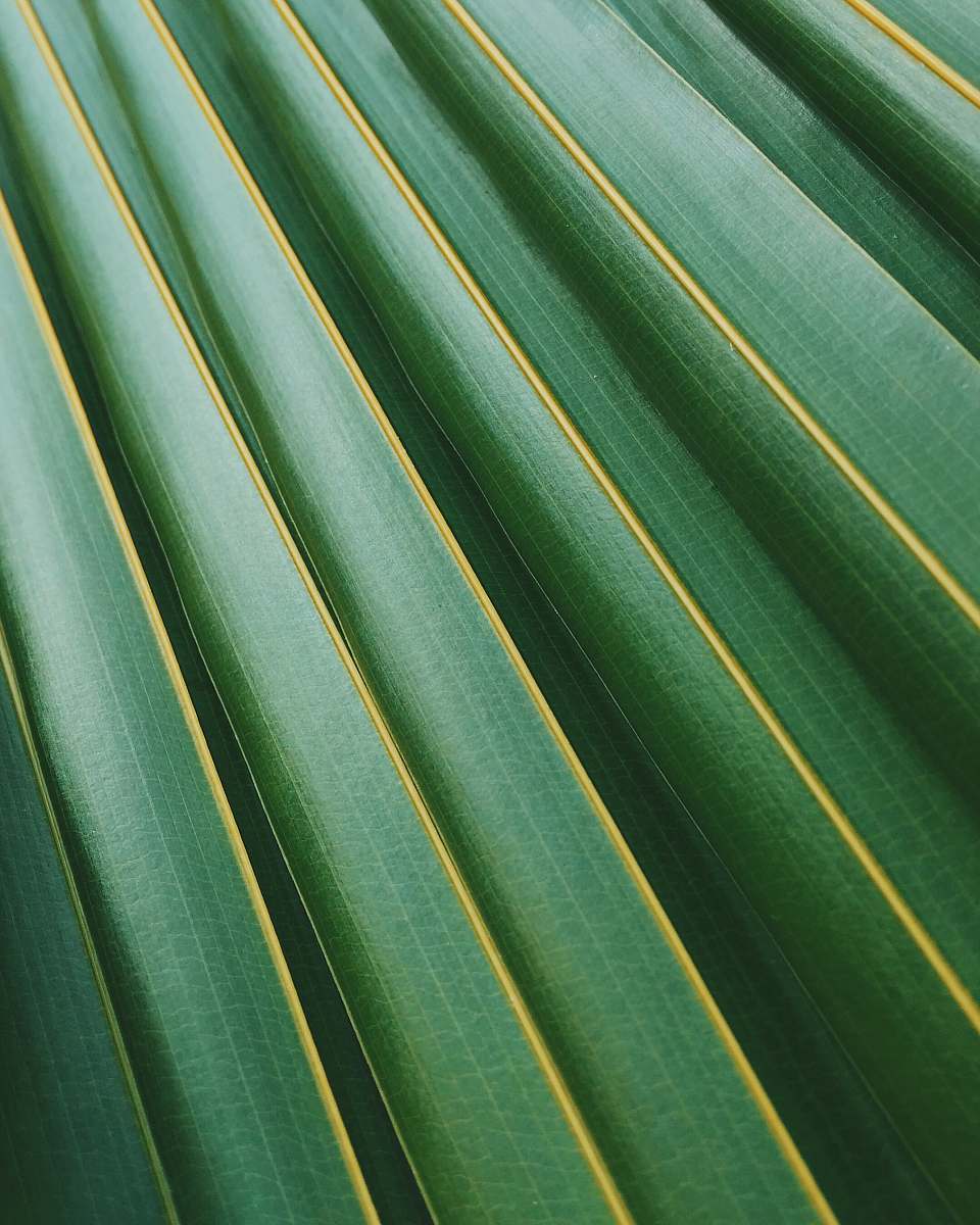green coconut leaf texture