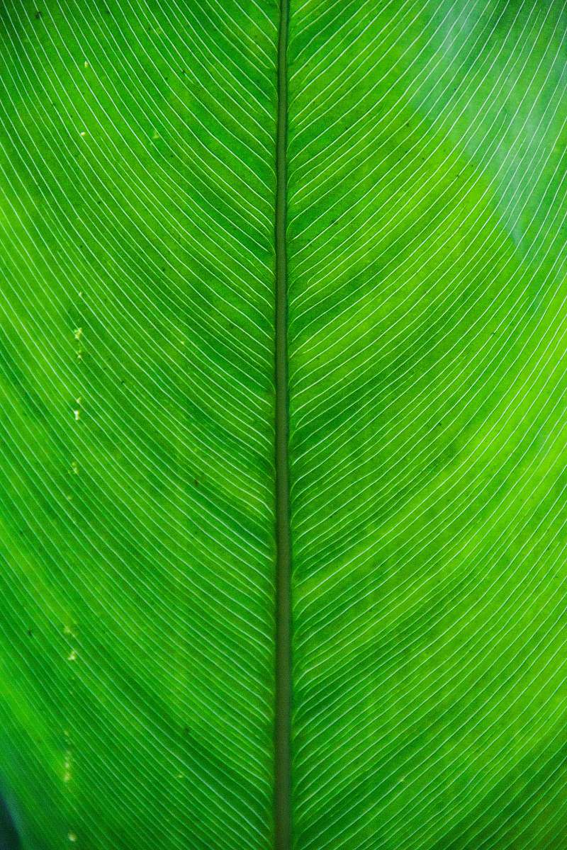 green green and white striped textile leaf