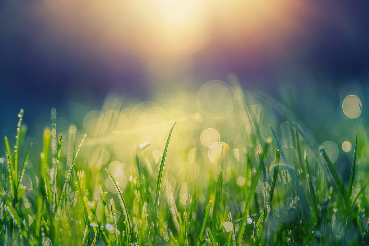 green green grass with dew grass