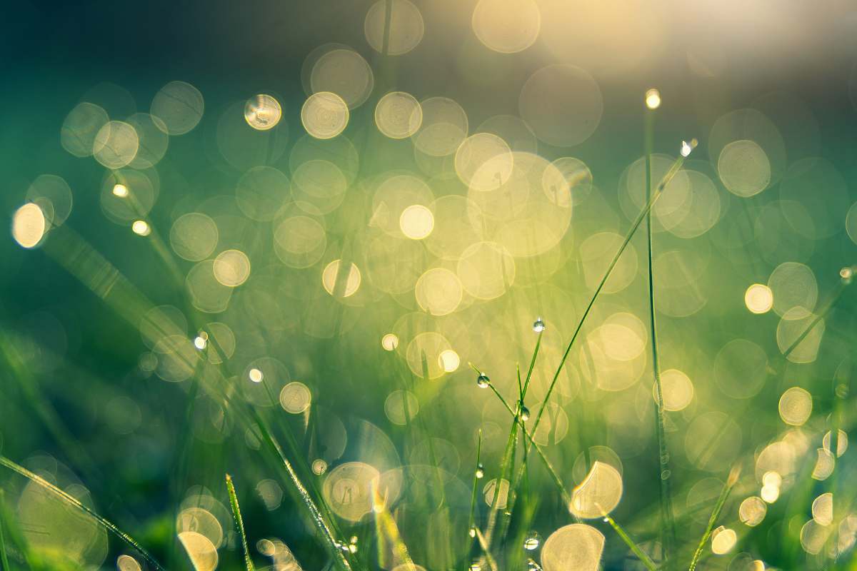 green green grasses grass