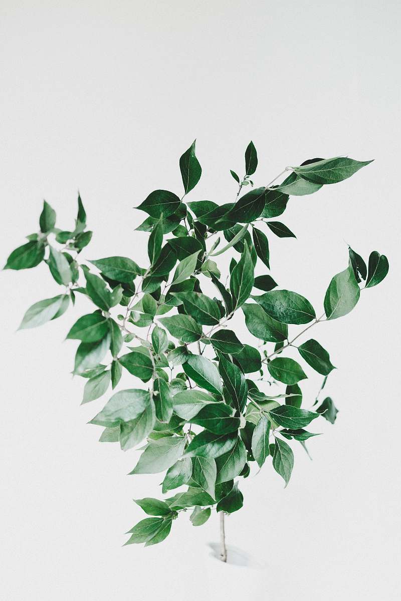 leaf green leaf plant flora