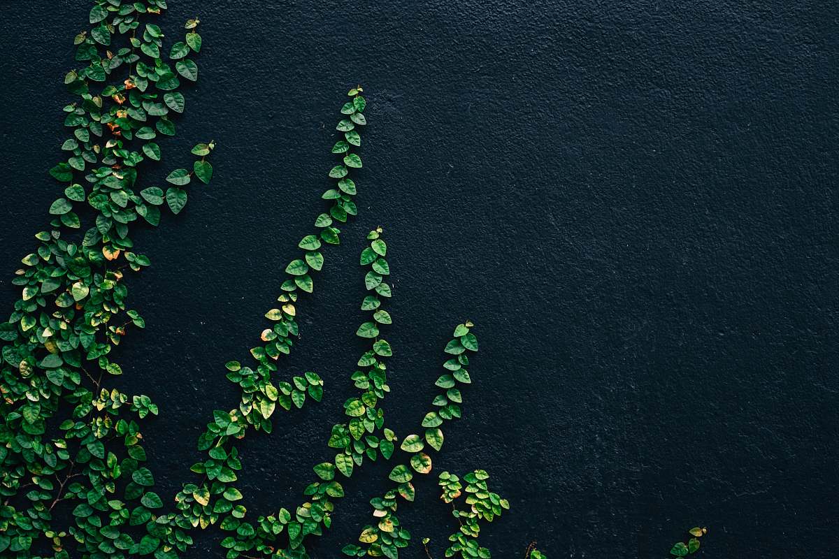 green green leaf vines on black painted wall flora