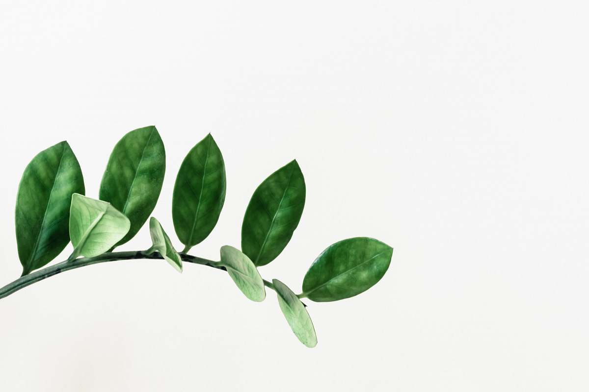 green green leafed plant clip art leaf