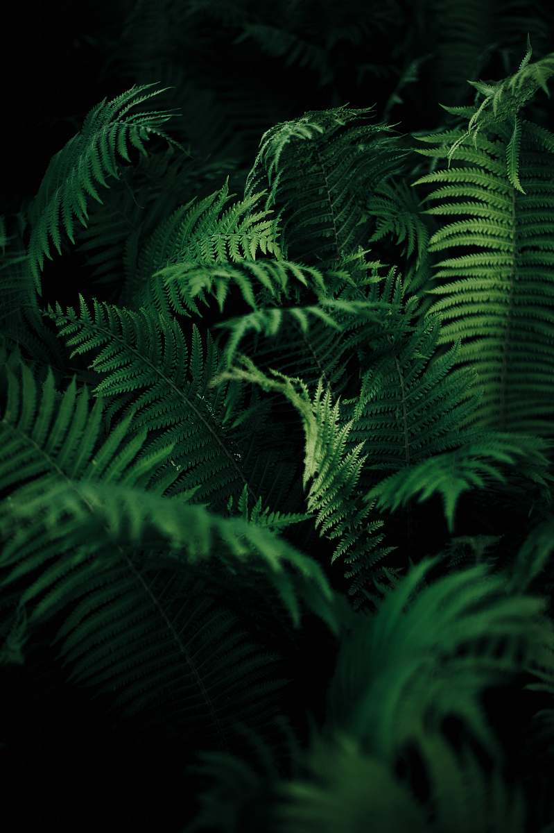 fern green leafed plant green