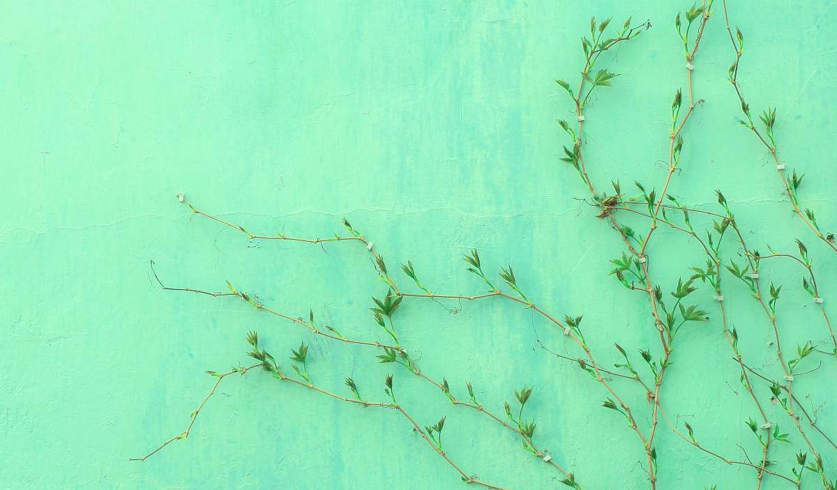 green green leafed plant leaf