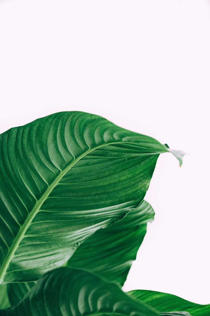 leaf green leafed plant green