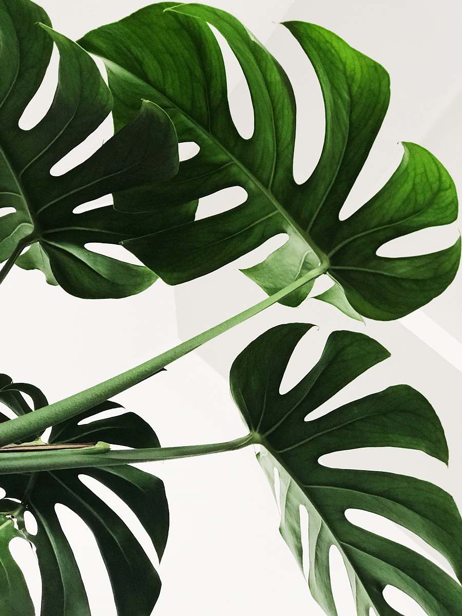 green green leaves nature