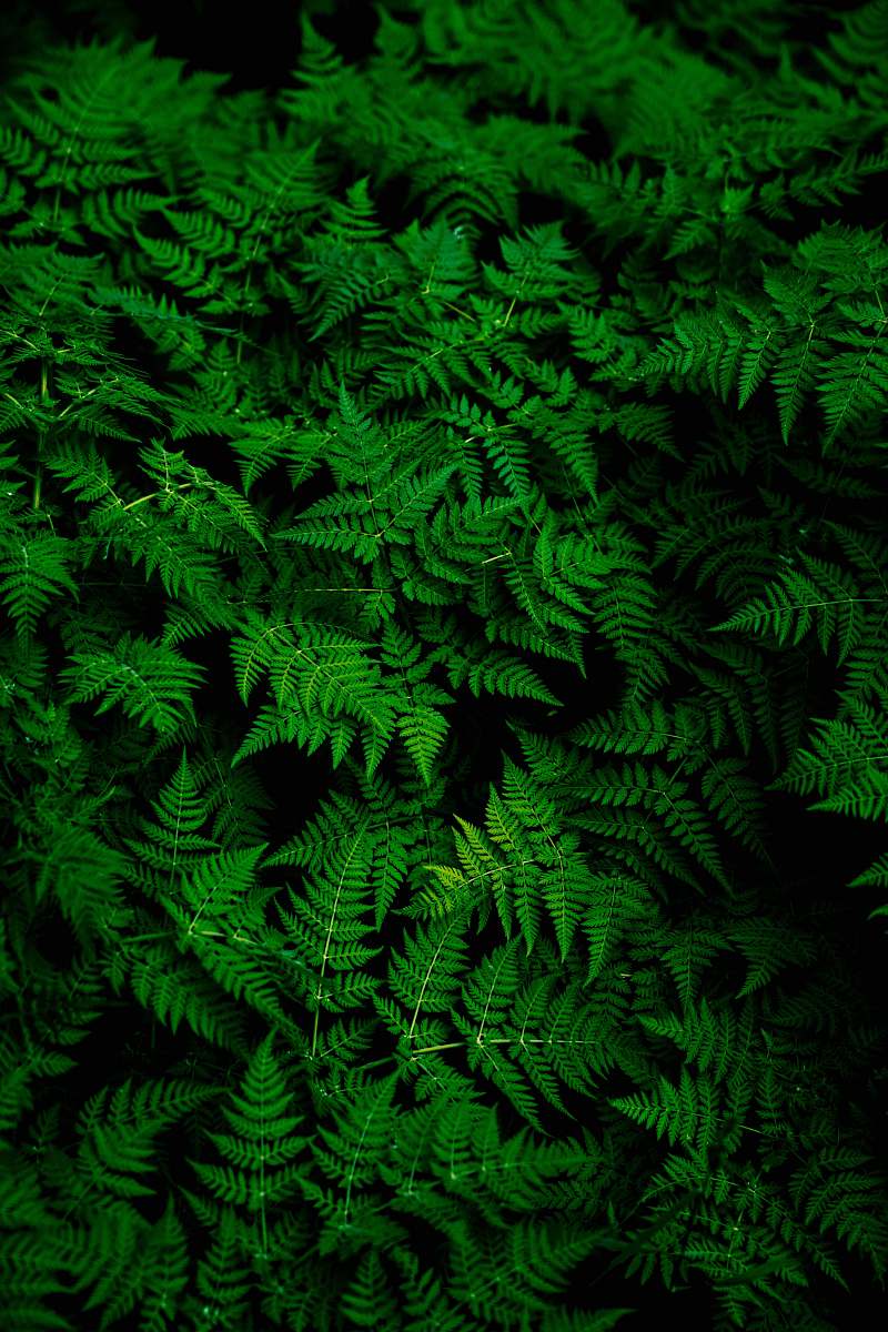 Fern Photo Of Green Fern Plant Green Image Free Photo