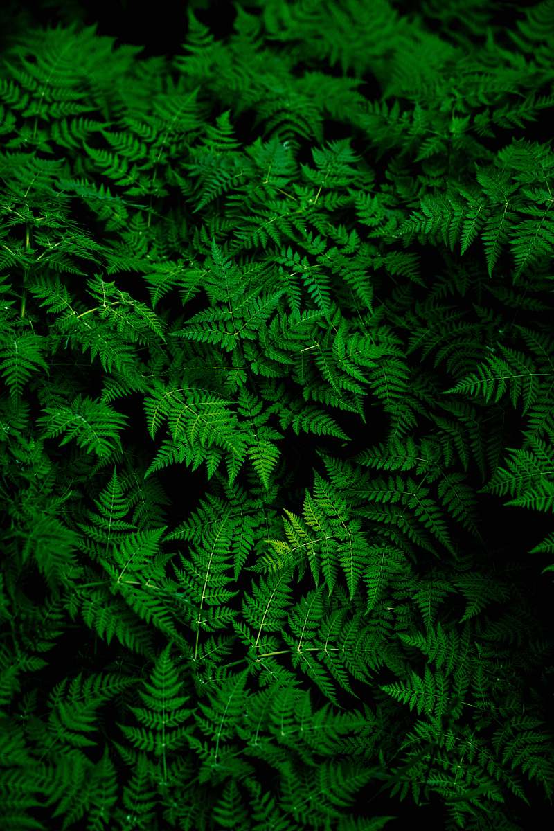 fern photo of green fern plant green