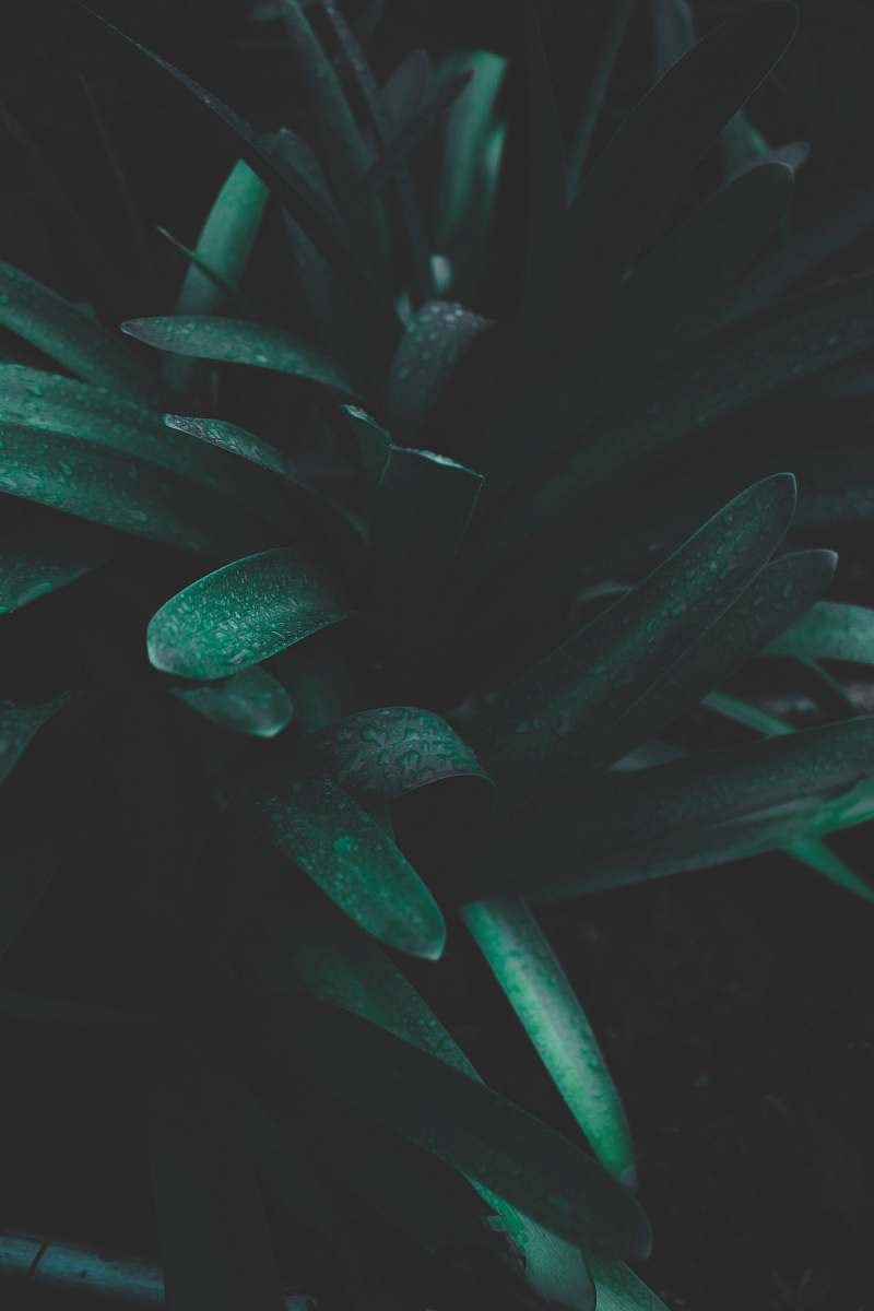 green photo of green snake plant water