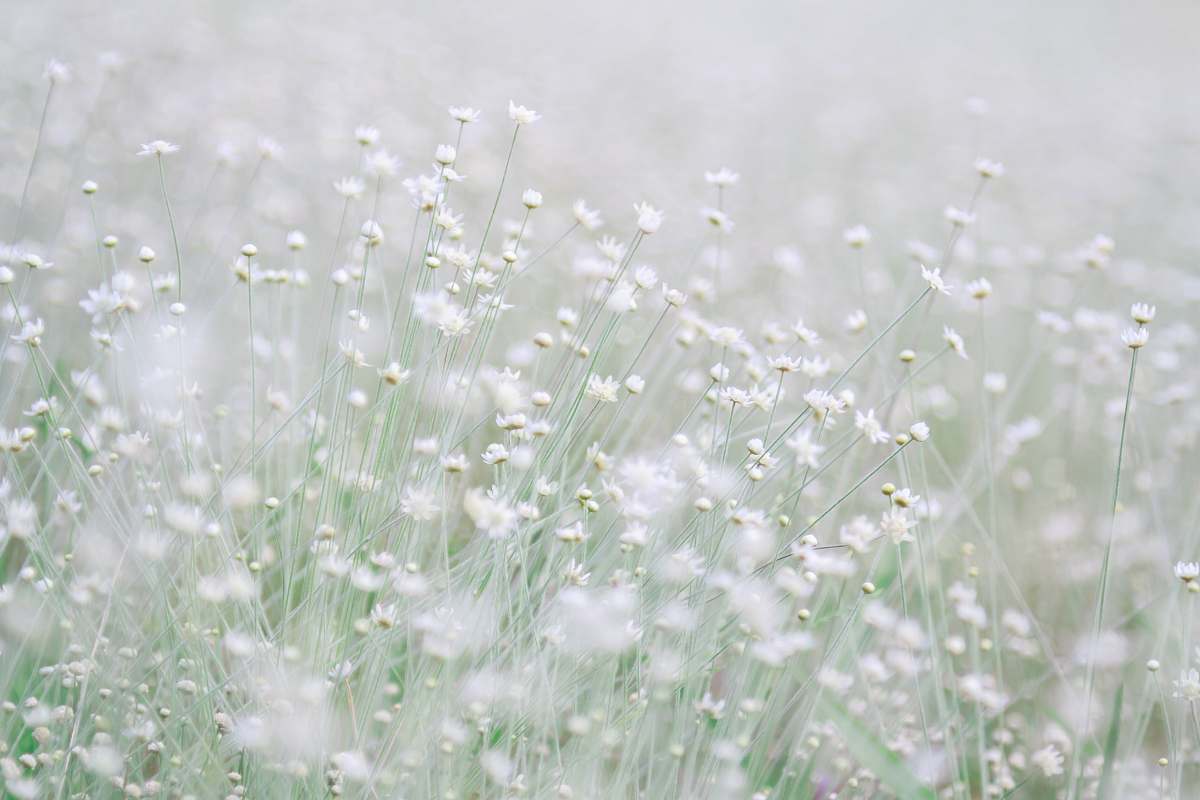 grey photo of white flowers during daytime grass