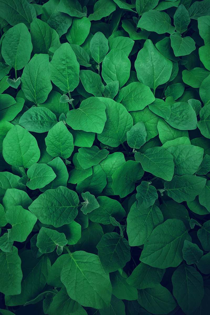green photography of green leaves greenery