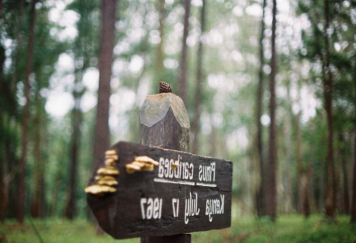 forest focus photography of wooden arrow signage nature