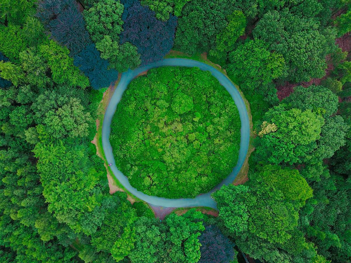 broccoli aerial photography of tall green trees at daytime produce