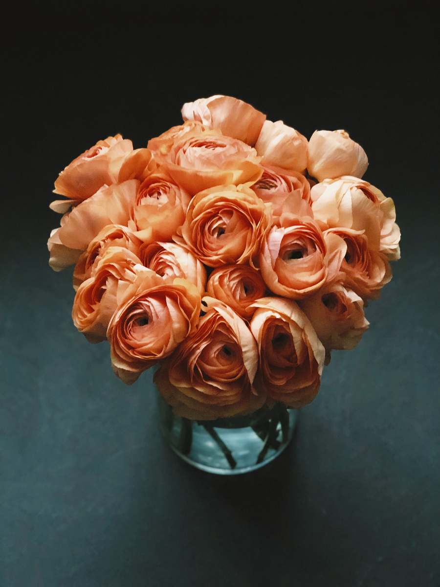 blossom pink rose on clear glass vase flower