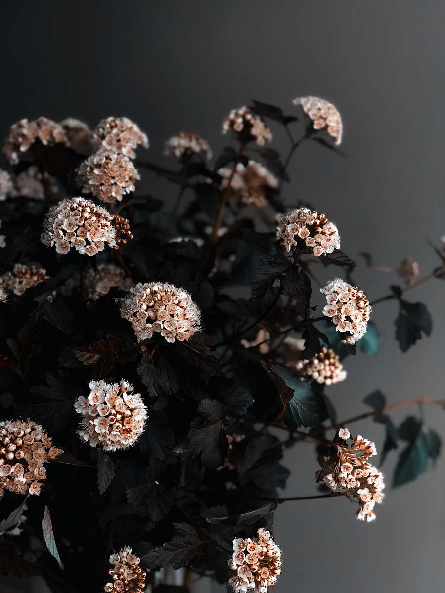blossom white and brown flowers in tilt shift lens flower