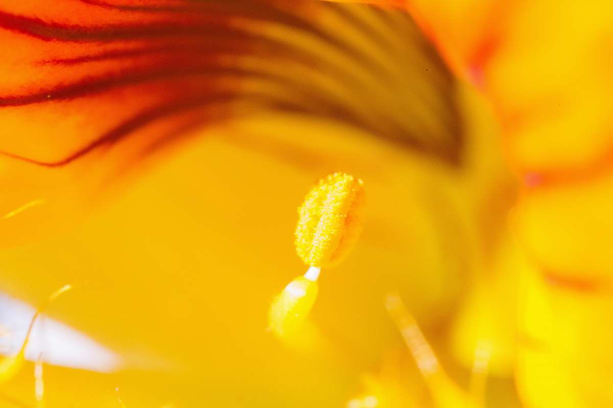 pollen yellow and red flower petals summer