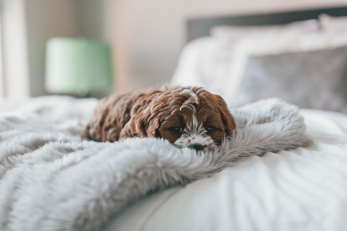 brown puppy on bed