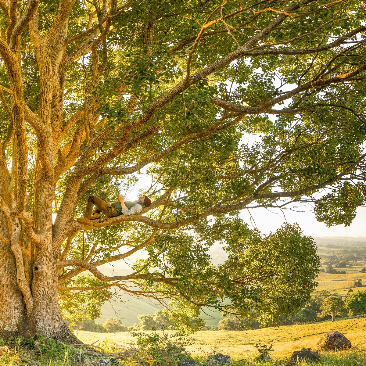 man laying on tree branch