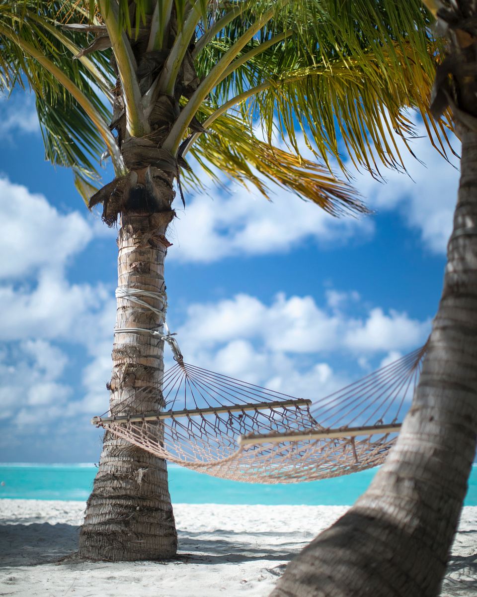 two coconut trees and beige hammock