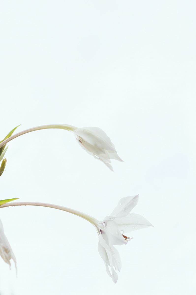 white petal flower on white backgrond