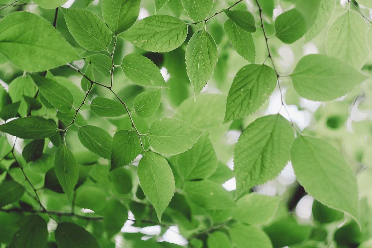  green leafed tree during daytime 