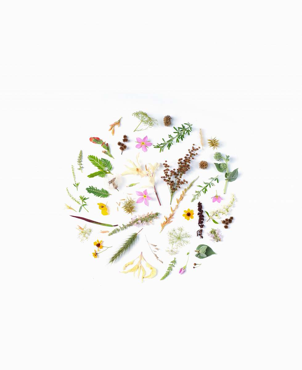 graphics assorted-color flowers floral design