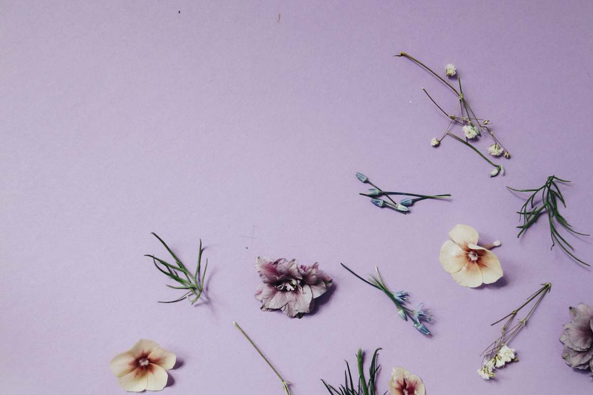 flower assorted-color petaled flowers and leaves on purple surface plant