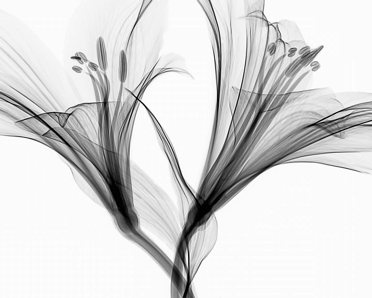 black-and-white flower illustration flower