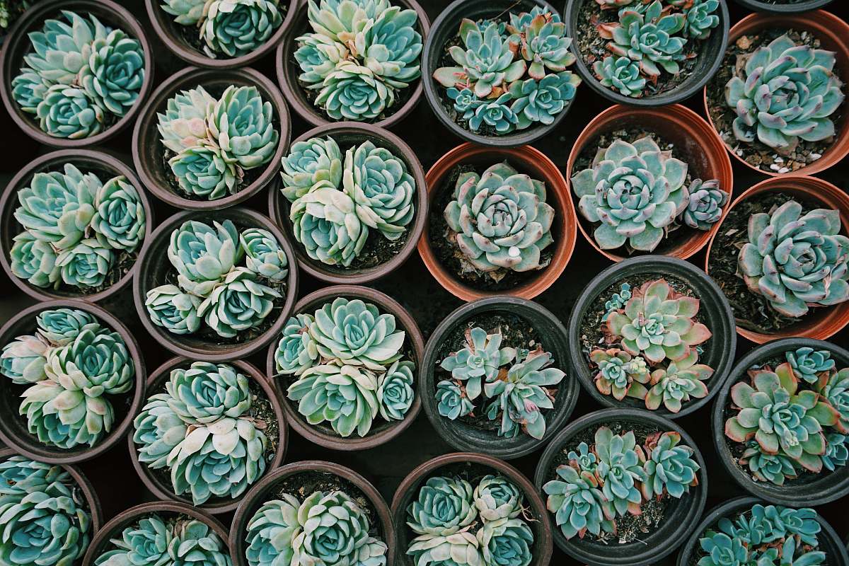 porcelain green succulent plants pottery