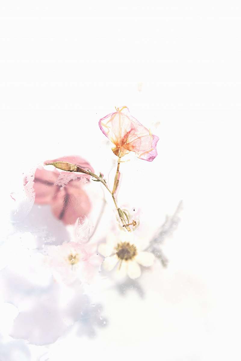graphics pink flowers painting floral design