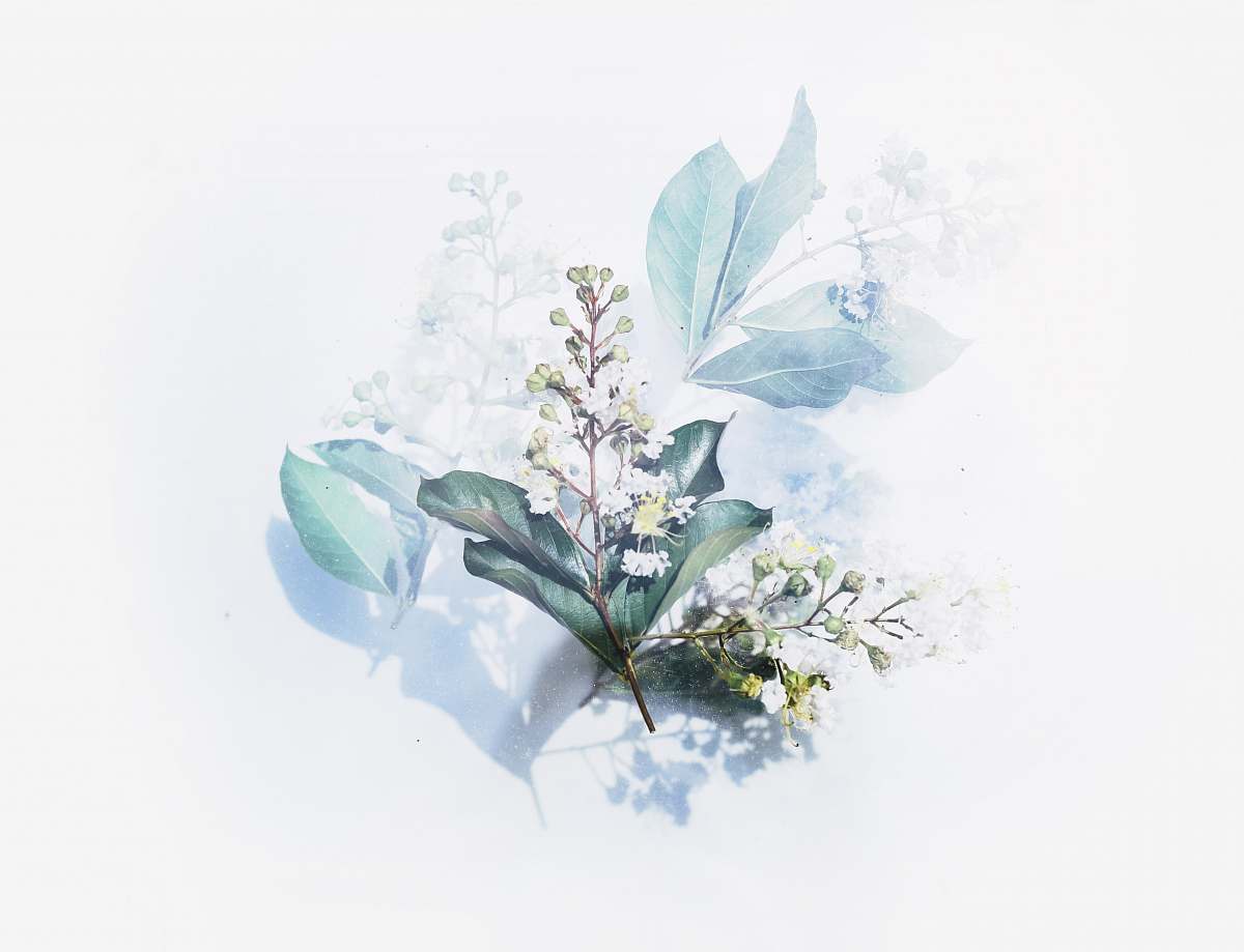 flower white flowering plant artwork floral