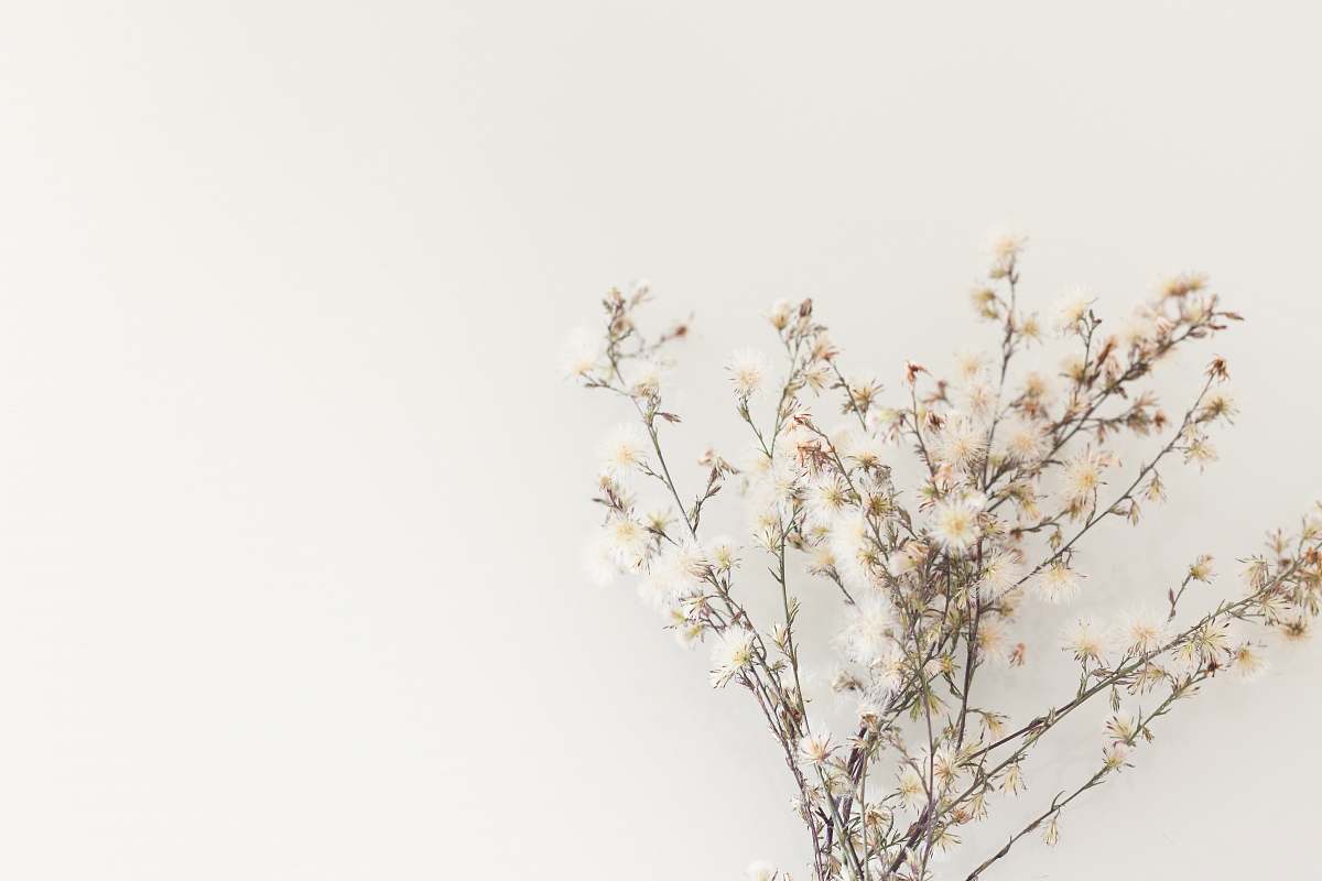 jar white flowers flower