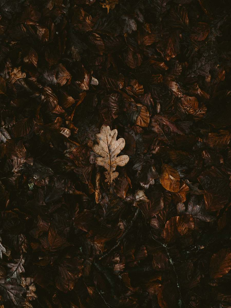 painting withered leaf on ground grey