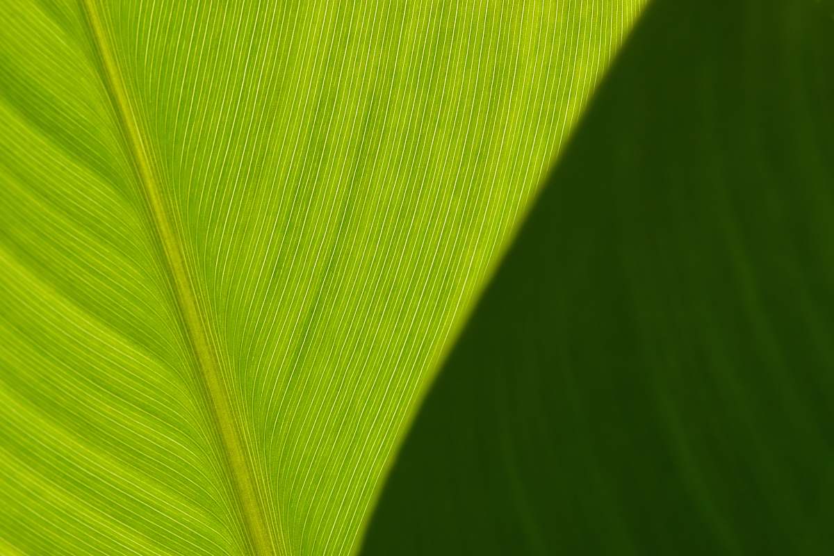 leaf  plant