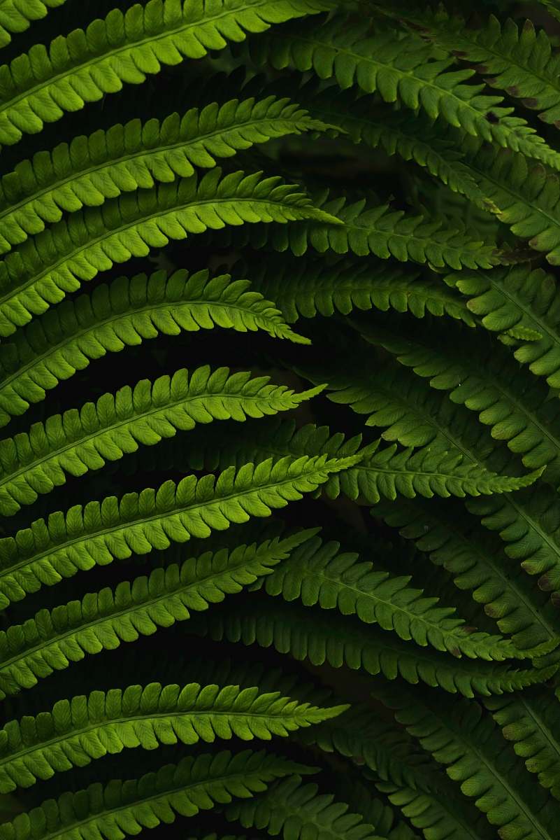 plant  veins