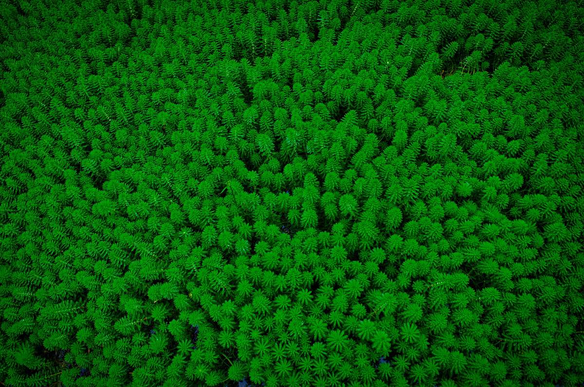 vegetation aerial photography of forest bush