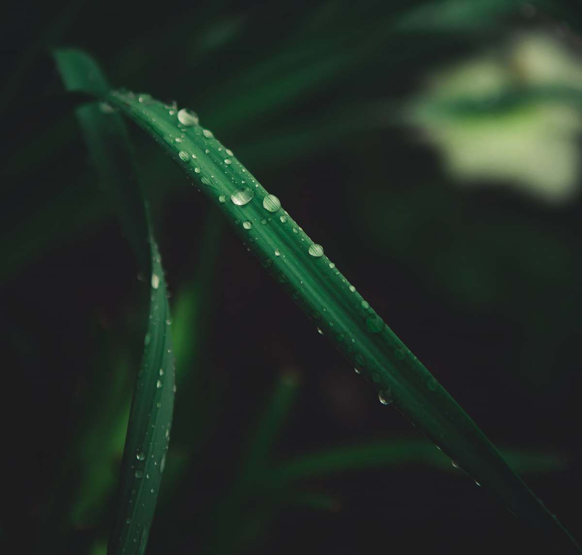droplet close-up of linear leafed plant grass
